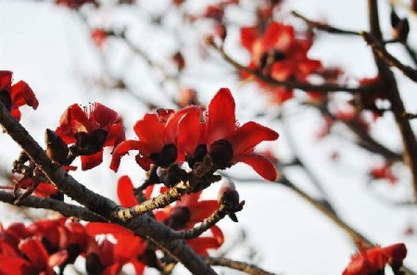 Kapok tree