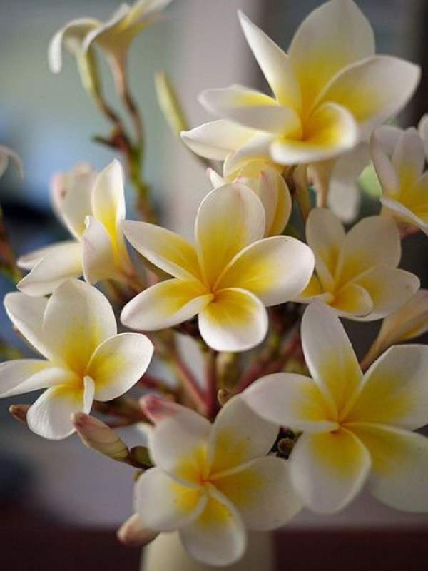 Nice frangipani.