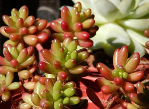 Potted Rainbow Jade