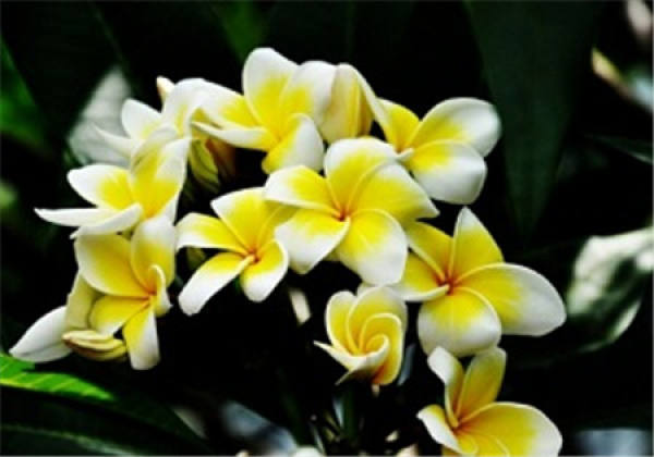 Nice frangipani.
