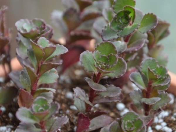 Potted small bulb rose