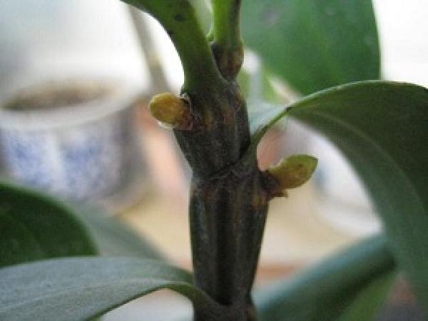 branches of Dendrobium multiflorum