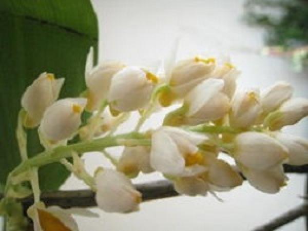 branches of Dendrobium multiflorum