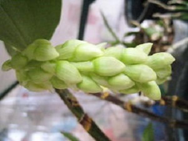 Beautiful Dendrobium densiflorum
