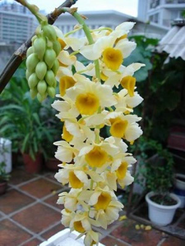 Flowering Dendrobium nobile