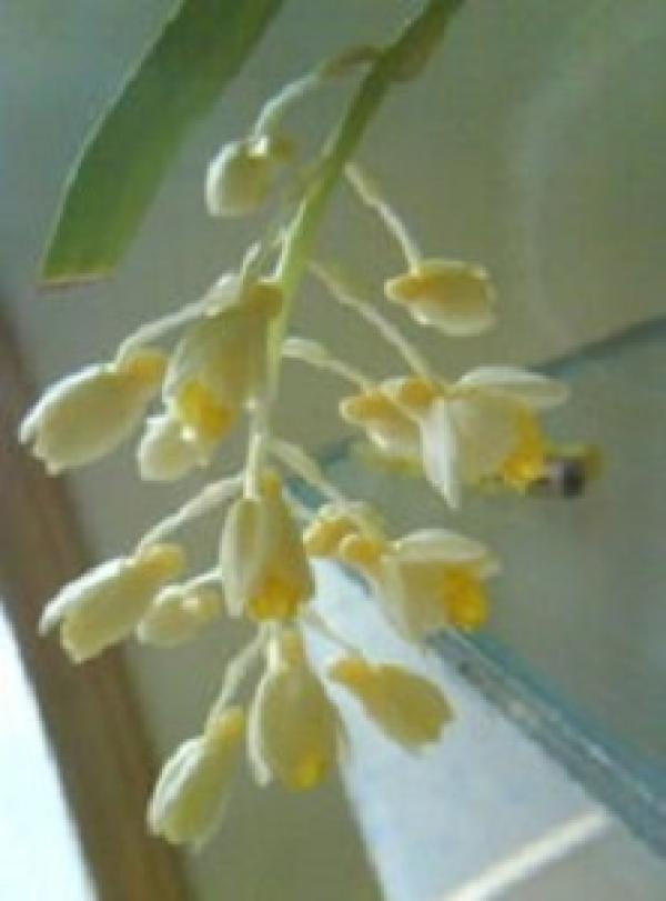 Dendrobium flower bud
