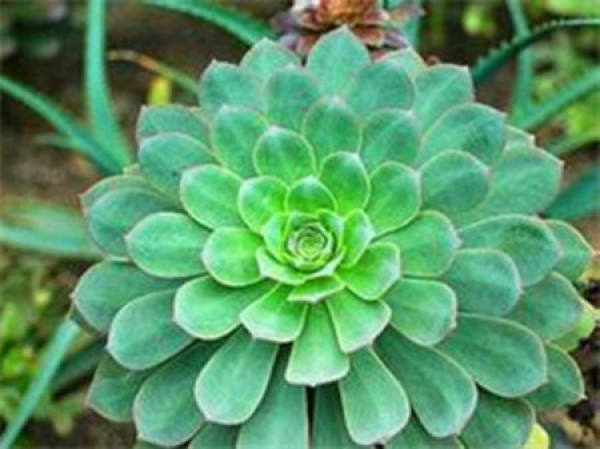 Leaf blade of large-leaved lotus palm