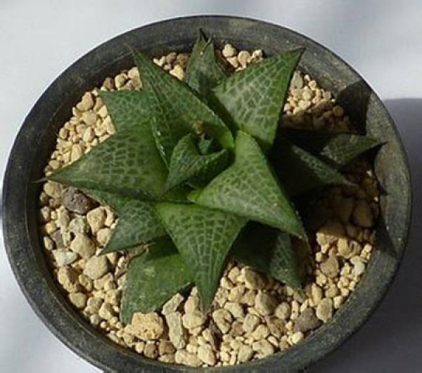 The green scales of the dragon
