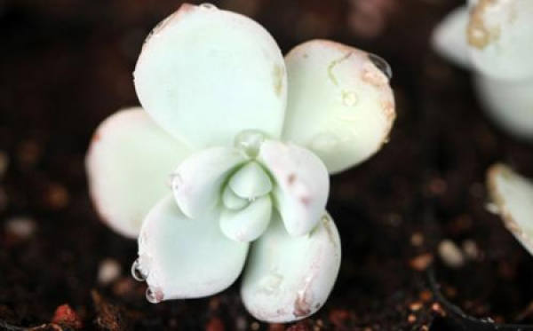frost Dynasty