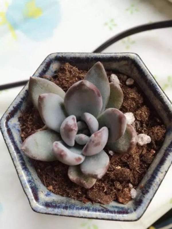 Potted fleshy