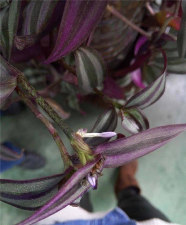 Potted color-leaf chlorophytum comosum