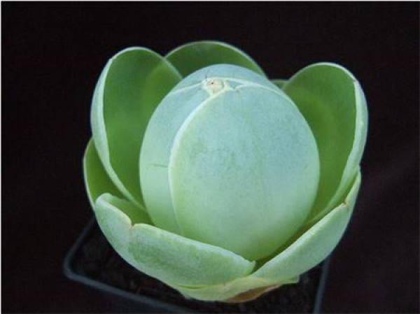 Egg Rose