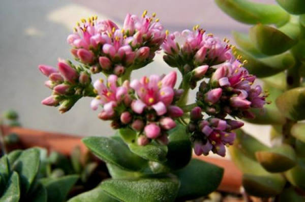 Potted prodigy