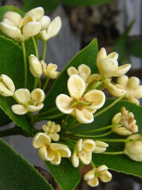 An open flower