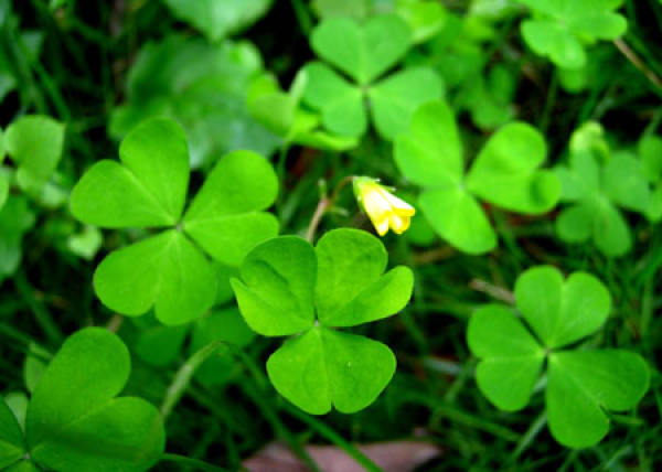 Green clover.