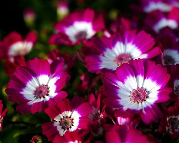 Cineraria bloom