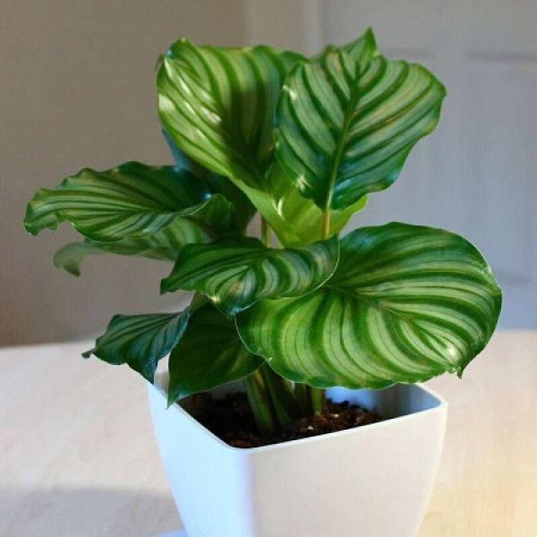 Potted red feather arrowroot