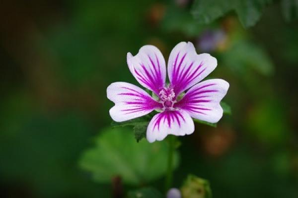 The little flowers of the mallow