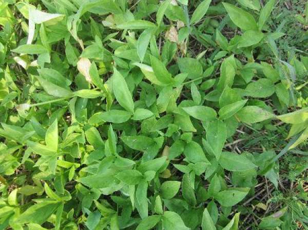 Pinellia ternate