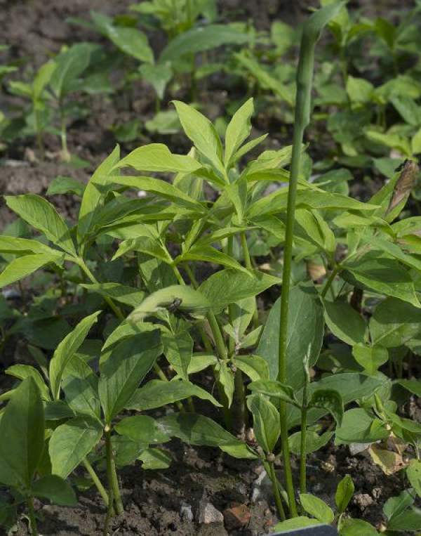 Pinellia ternata