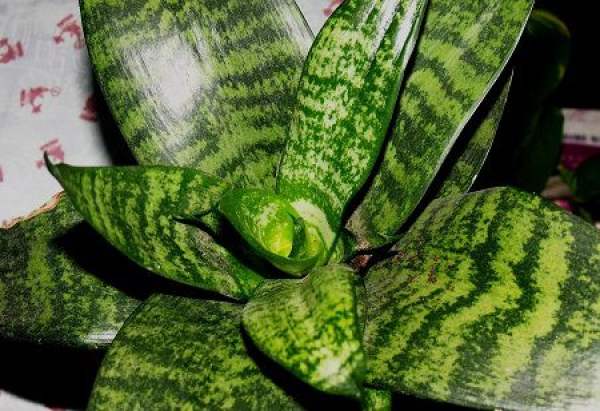 tiger tail orchid with silver vein
