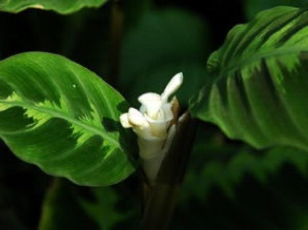 Arrowroot with flying feather