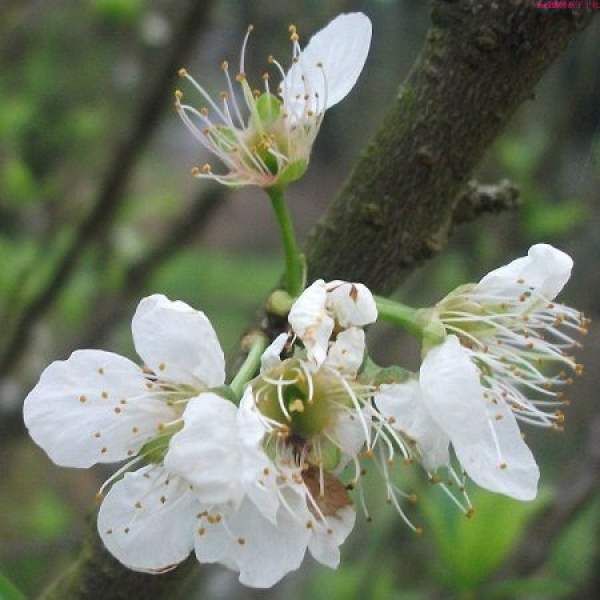 Pear Flower