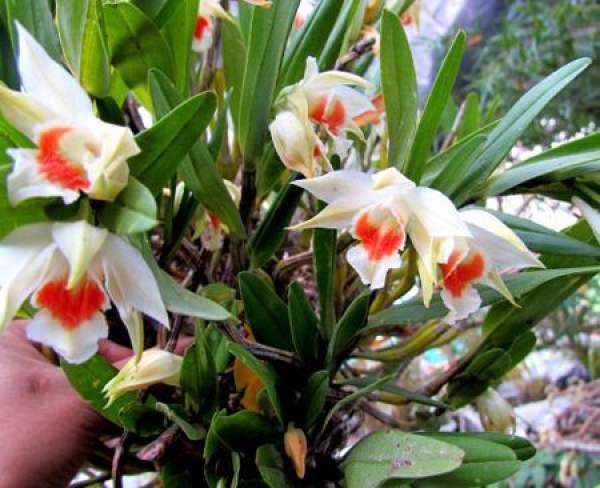 Good-looking Dendrobium nigrum