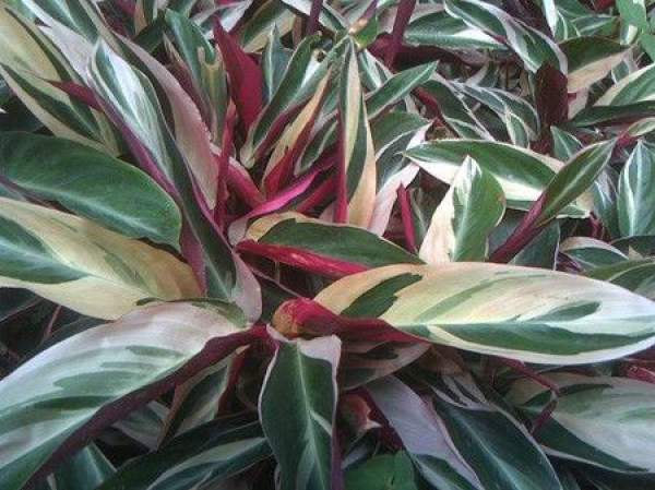 Beautiful rainbow arrowroot