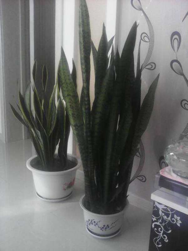 Beautiful Sansevieria