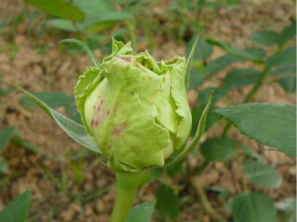 A green calyx full of character