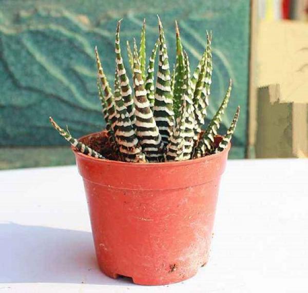 Potted zebra aloe