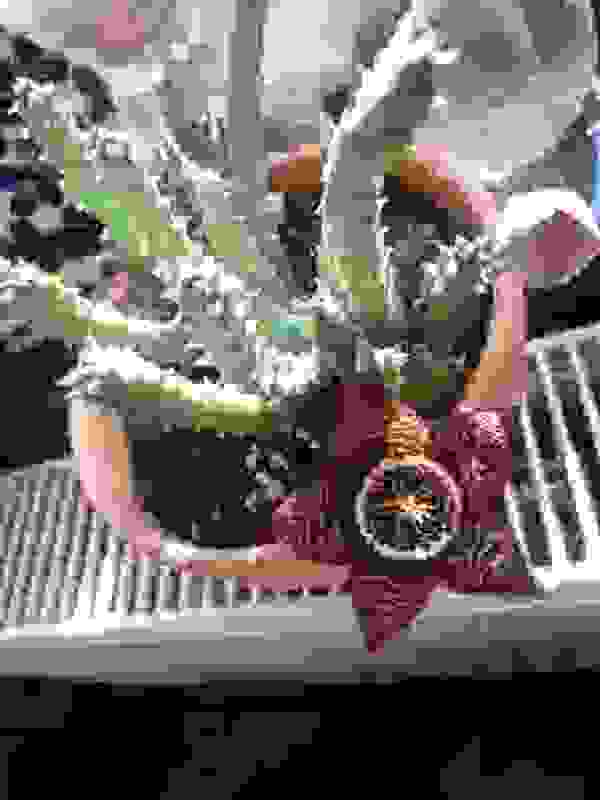 Potted rhinoceros horn
