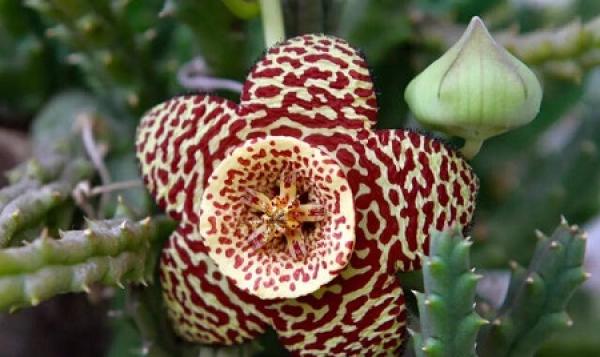 big flower rhinoceros horn