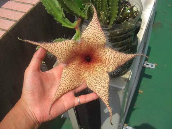 Rhinoceros horn flower