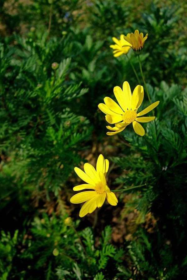 Bright Golden Chrysanthemum