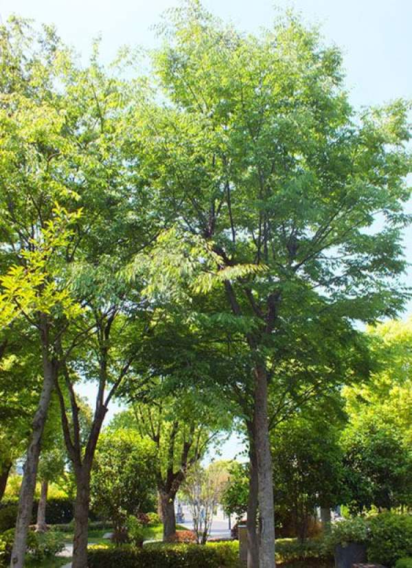 The emerald green of the beech tree