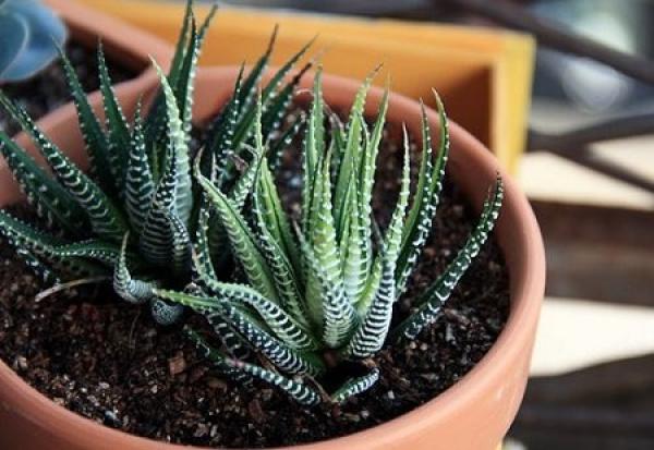 zebra aloe