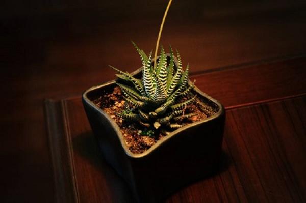 Potted zebra aloe