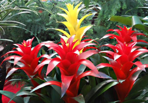 Phnom Penh colorful pineapple