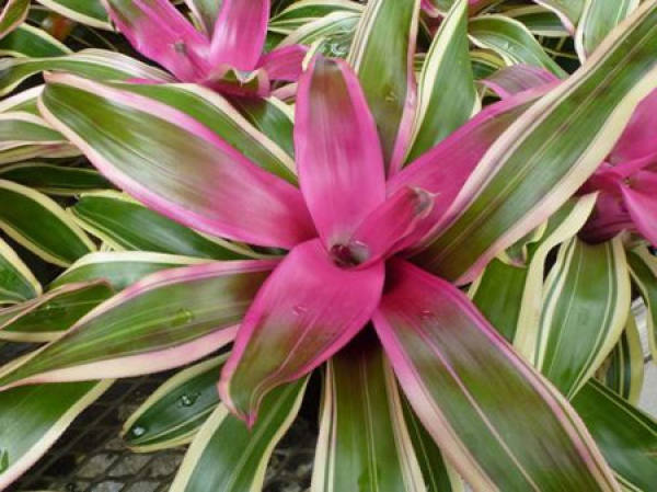 Pineapple tricolor