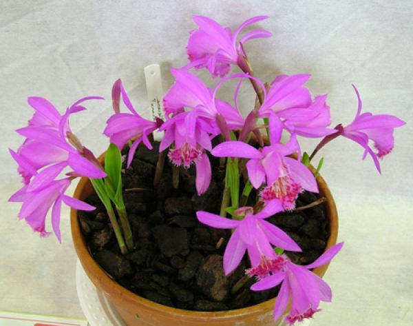 Potted Pleione