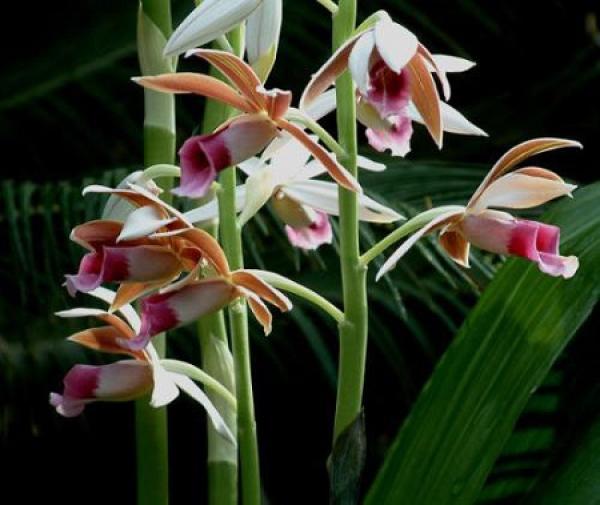 Good-looking Phaius