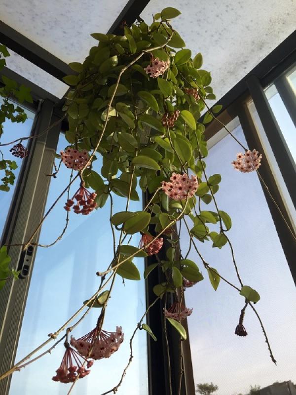 Nice Hoya