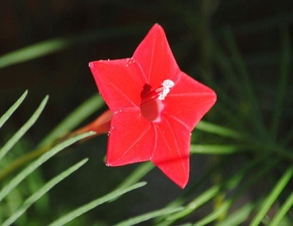 Five-star flower