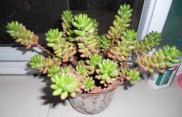 Potted corn stone