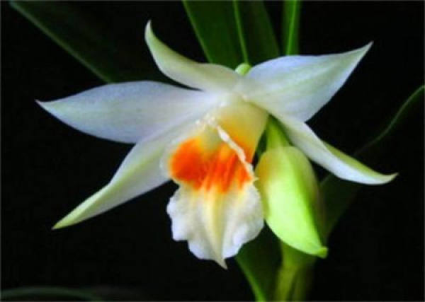 Dendrobium nigrum