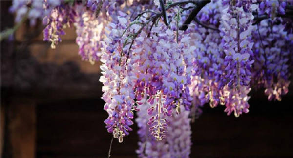 Double Wisteria