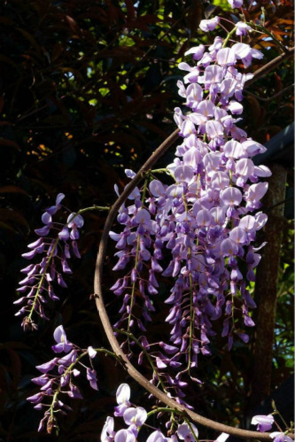 Wisteria
