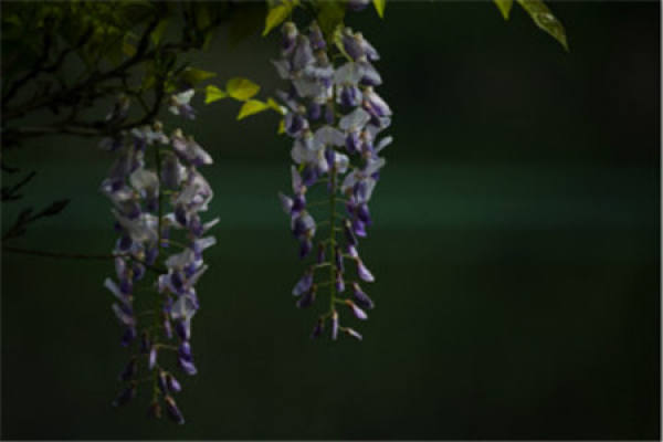 Fresh Wisteria